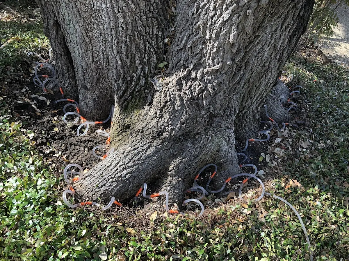 Detailed Tree Cabling and Bracing job site in Saint Libory
