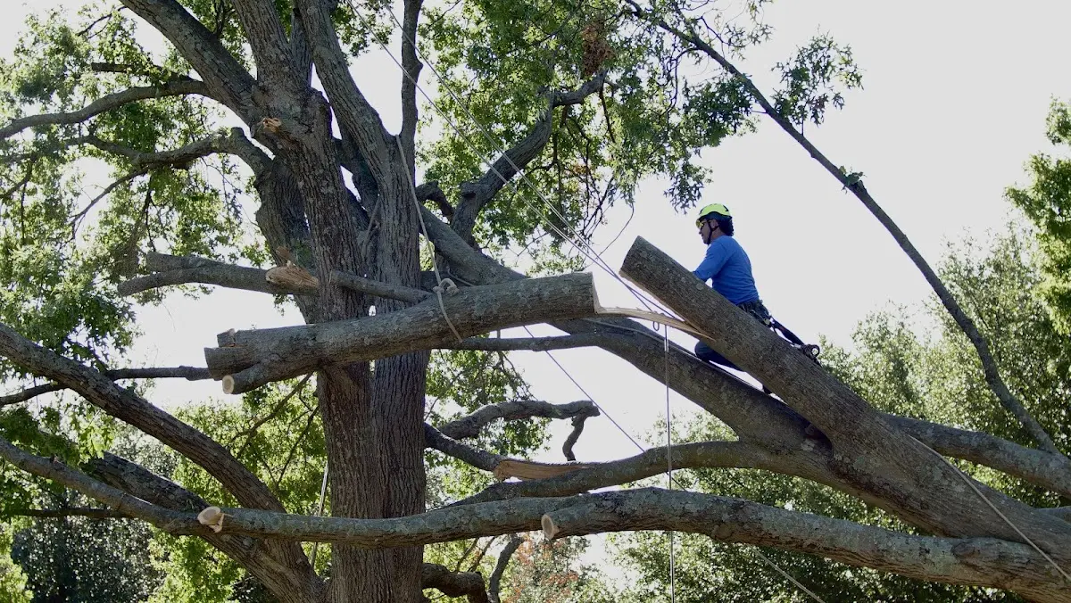 Professional Hazardous Tree Removal performed by certified arborists in Saint Libory